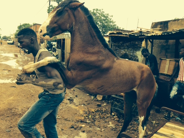 A brown horse has his front legs resting on the shoulders of a young African man 